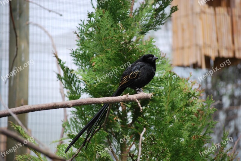 Nature Bird Tree Outdoors Wildlife