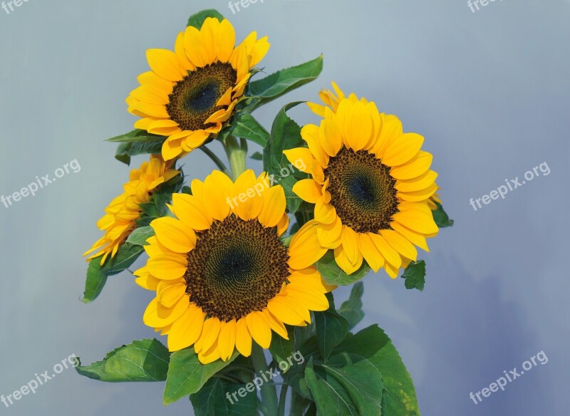 Sunflowers Sun Flower Gold Flaming Free Photos