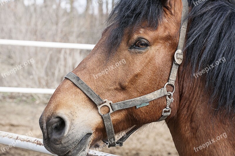 Horse Head Portrait Halter Animal