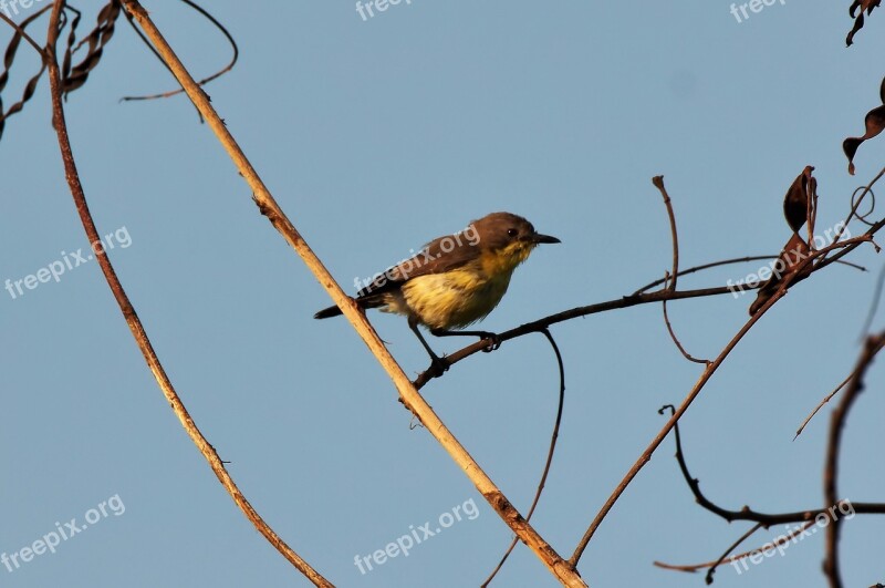 Bird Nature Wildlife Outdoors Animal