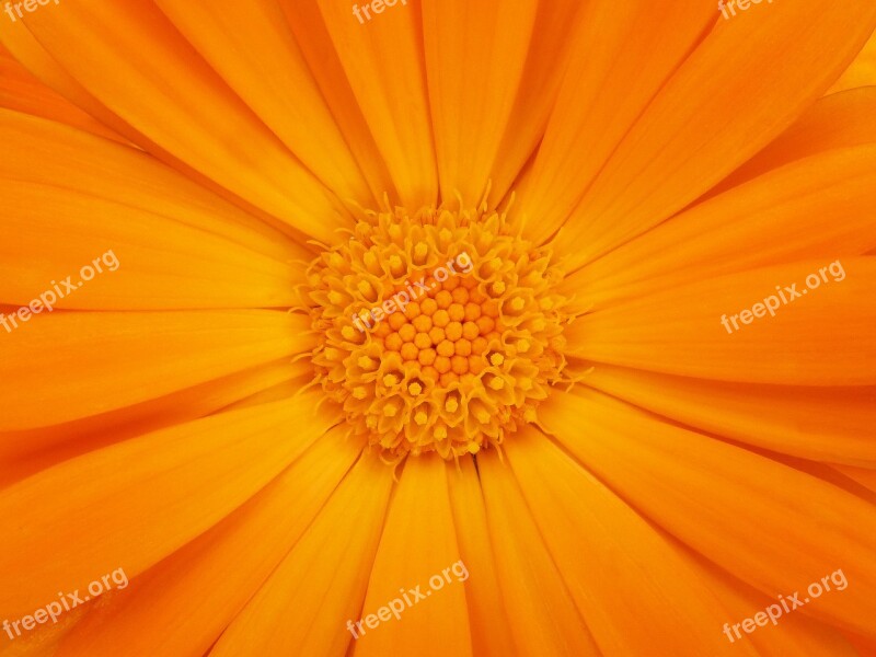 Detail Petals Background Texture Calendula