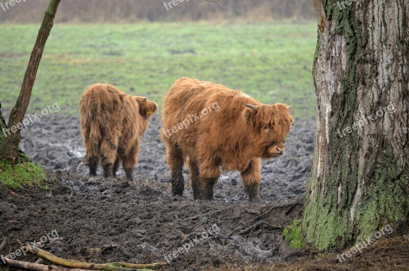 Mammal Agriculture Cattle Grass Nature