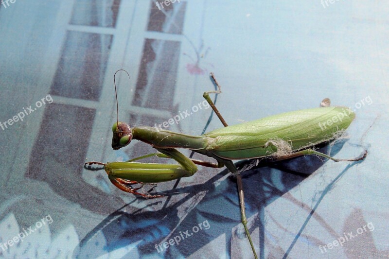 Insect Mantis Nature Outdoor Free Photos