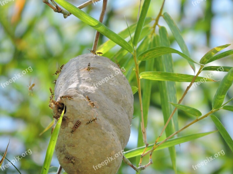 Nature Leaf Outdoors Plant Food