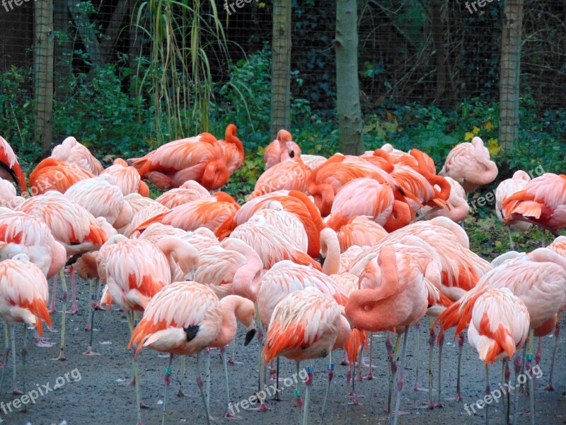 Flamingo Bird Nature Prague Zoo Free Photos