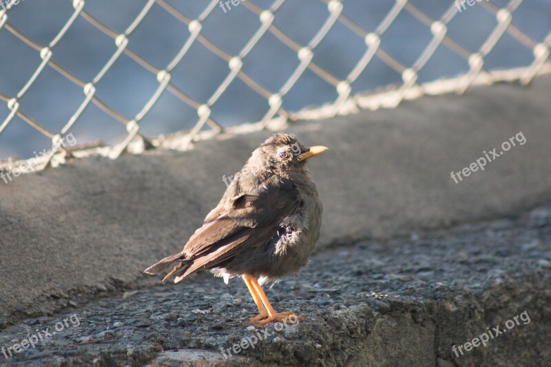 Nature Animalia Birds Outdoors Wild Life