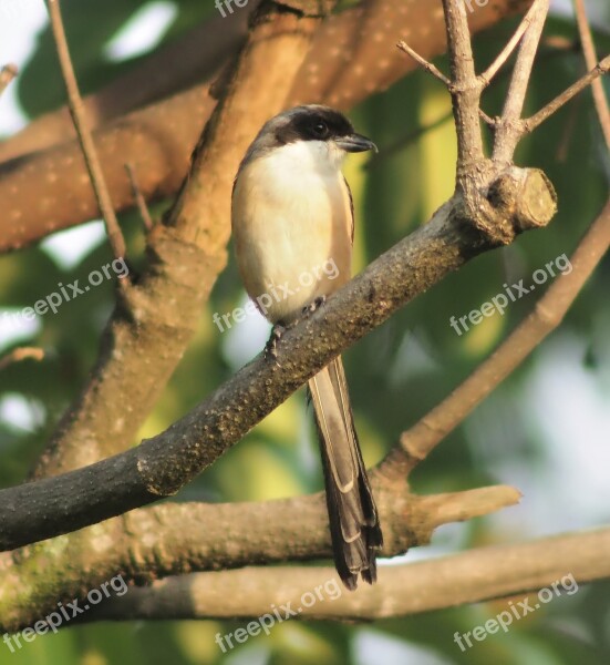 Bird Wildlife Tree Animal Outdoors