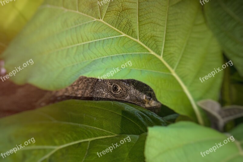 Leaf Nature Flora Closeup Environment