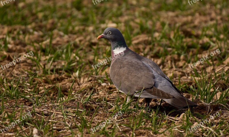 Nature Birds Wild Life Outdoors Free Photos