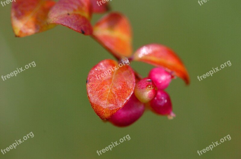 Natural Leaf No Plant Flower