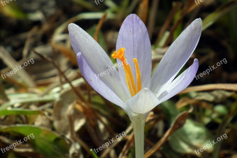 Nature Flower Krokus Plant Leaf