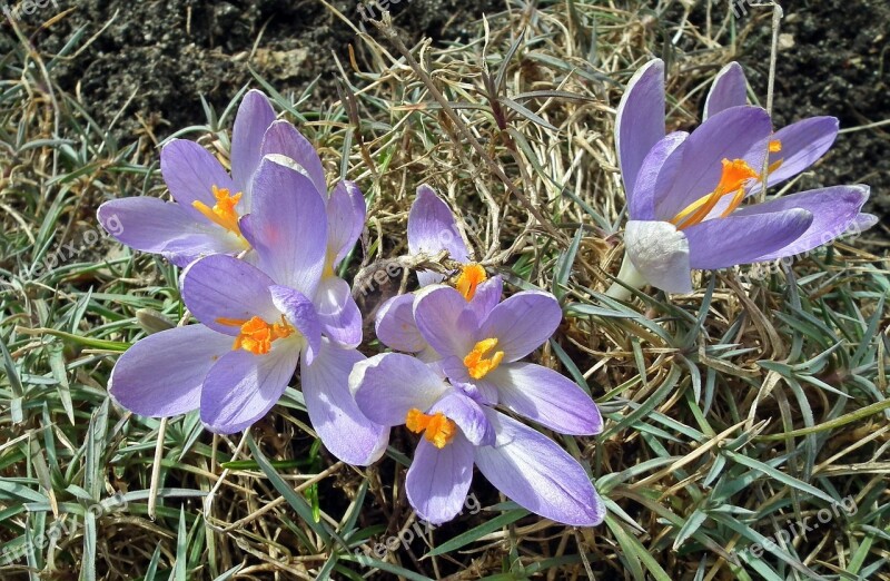 Flower Krokus Nature Plant Blooming