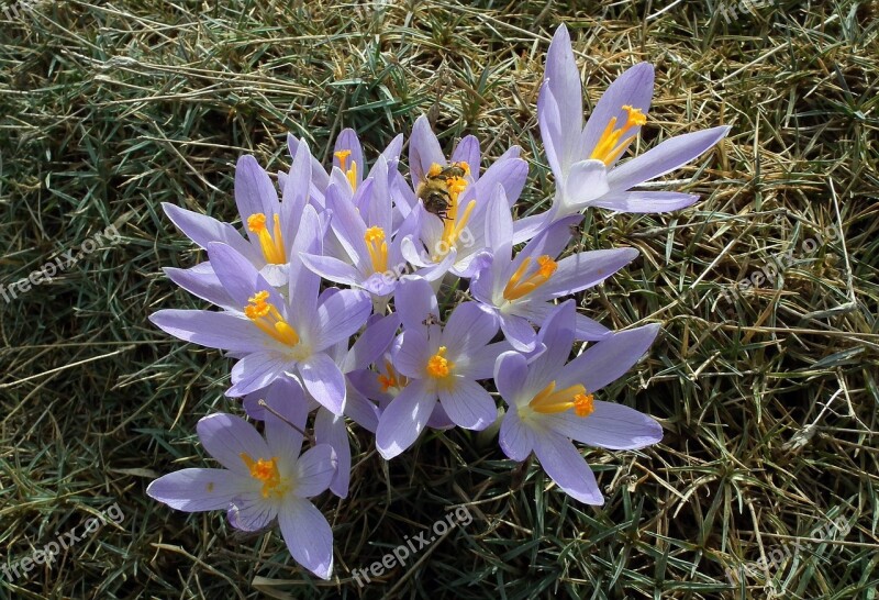 Nature Flower Krokus Plant Blooming