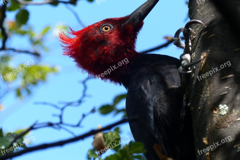 Nature Animal World Tree Bird Animal