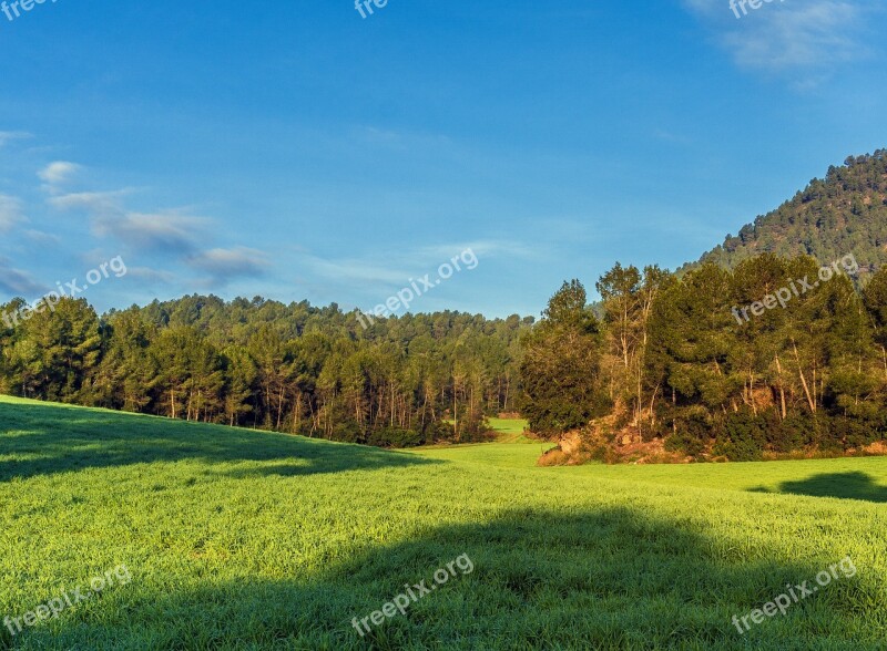 Lawn Nature Landscape Golf Tree