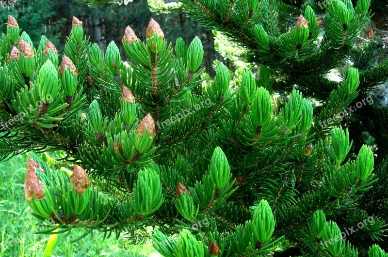 Tree Evergreen Nature Needle Cones