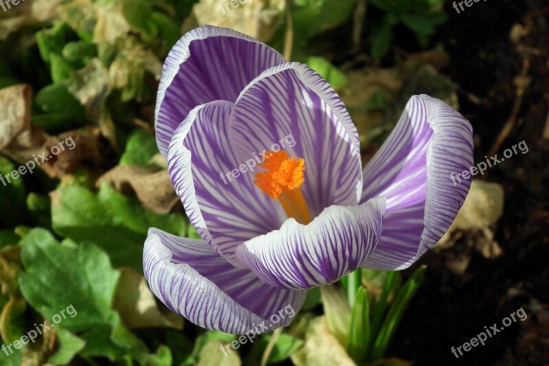 Nature Flower Krokus Plant Leaf