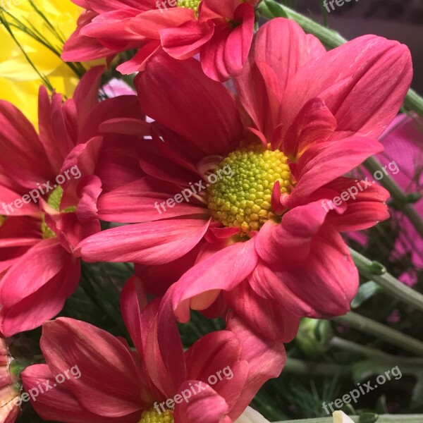 Red Flower Red Petals Red Petals Nature