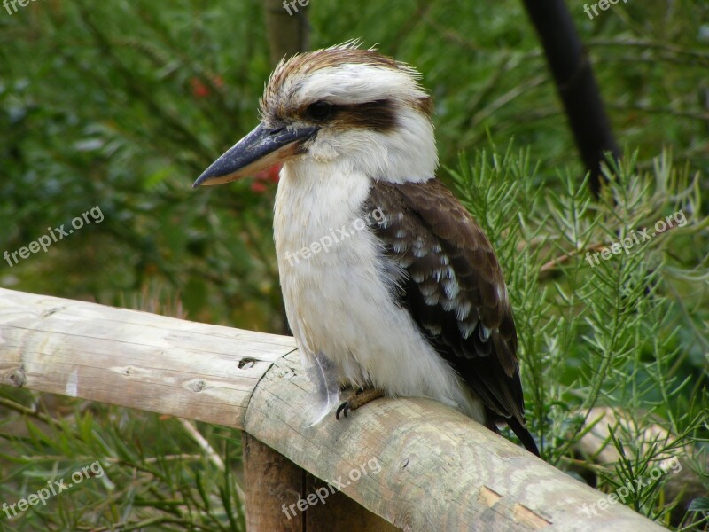 Bird Wildlife Nature Outdoors Animal