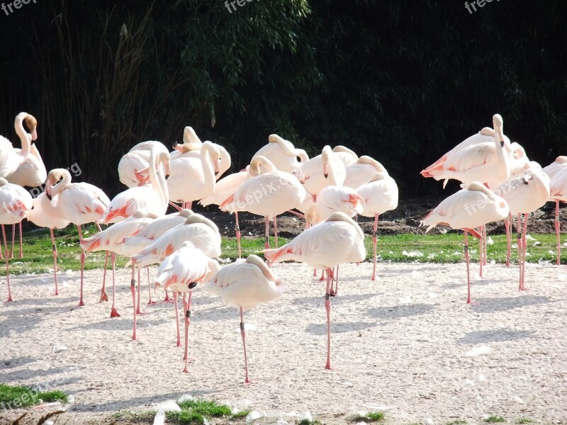 Nature Bird Flamingo Animal Animal World