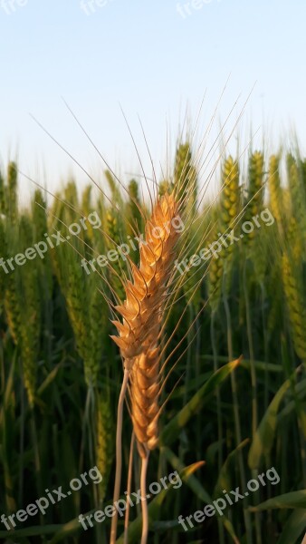 Wheat Cereal Farm Rural Field