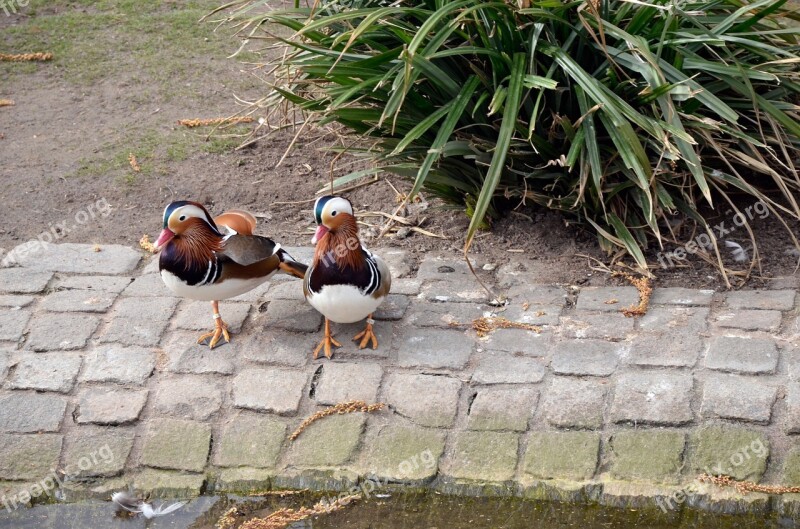 Nature Bird Grass Ducks In The Free