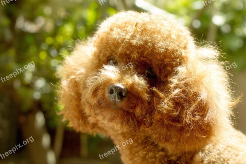 Poodle Dog Poodle Free Photos