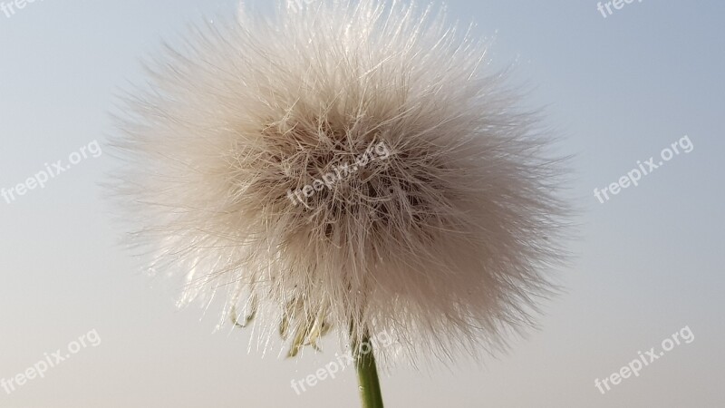 Fluffy Taraxacum Nature Plant Outdoor