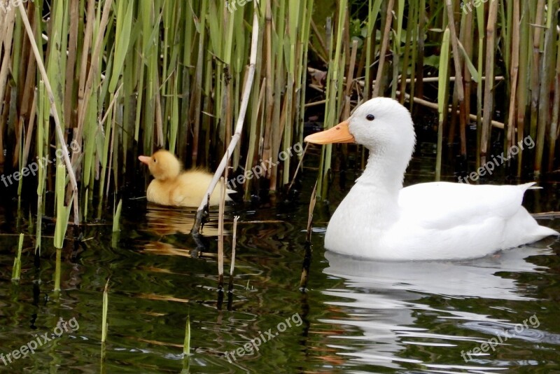 Body Of Water Ducks Birds Nature Water Birds