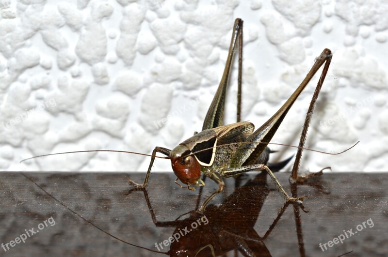 Nature Bug Animal Kingdom Free Photos