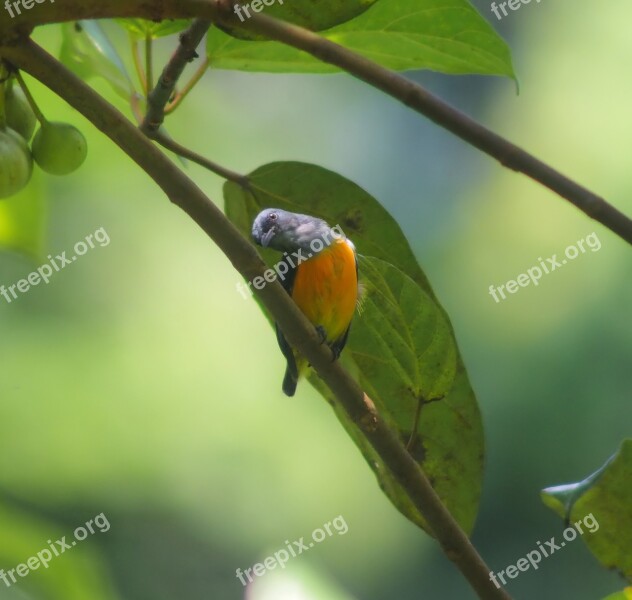 Bird Wildlife Animal Nature Rainforest