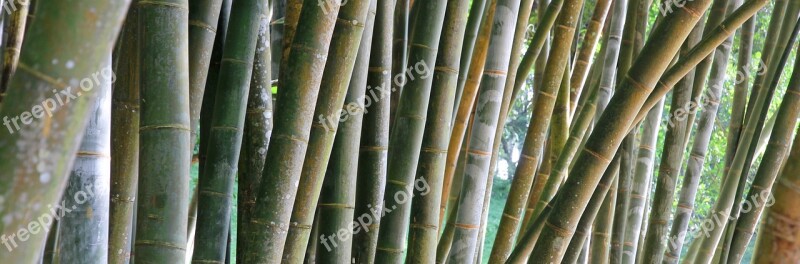 Bamboo Hatch Stripes Plant The Regularity Of The