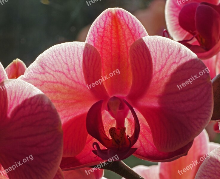 Orchid Blossom Bloom Backlighting Leaf Veins