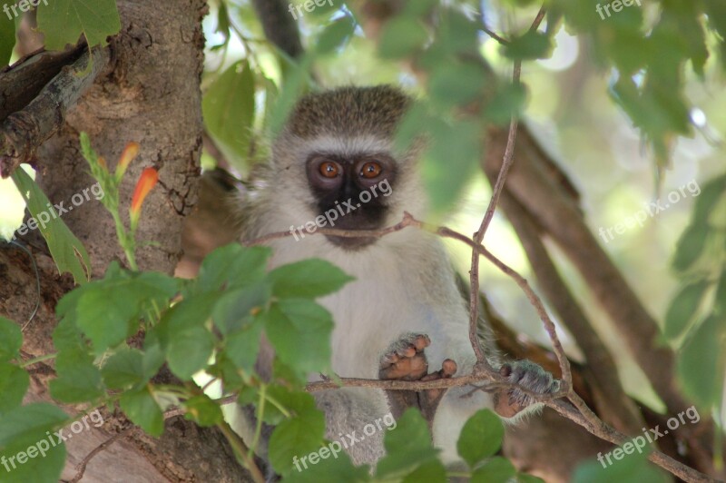 Nature Wildlife Tree Monkey Primate