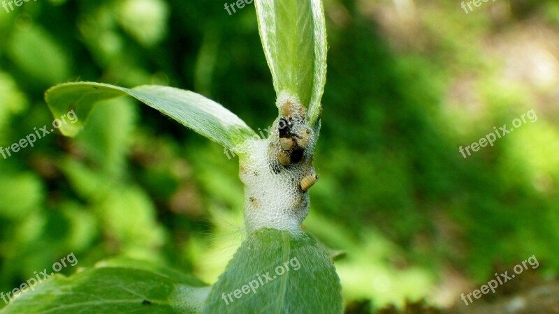 Leaf Nature Plant Insect Growth