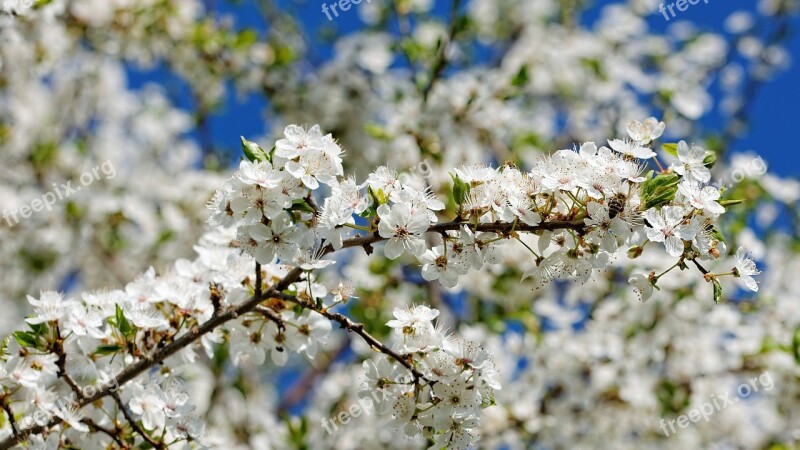 Cherry Wood Tree Blossom Bloom Spring