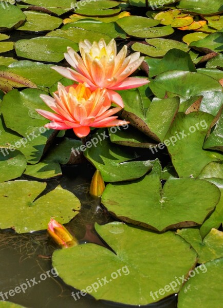 Water Lilies Pool Lotus Flower Leaf