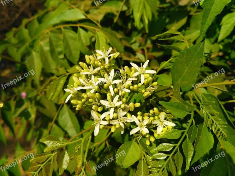 Flora Nature Leaf Tree Branch