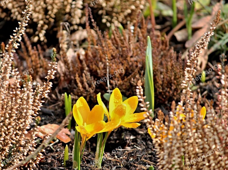 Crocus Yellow Bud Group Hidden