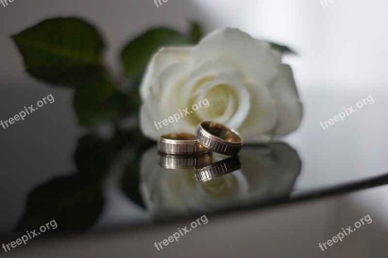 Flower Closeup Romantic Beautiful Rose