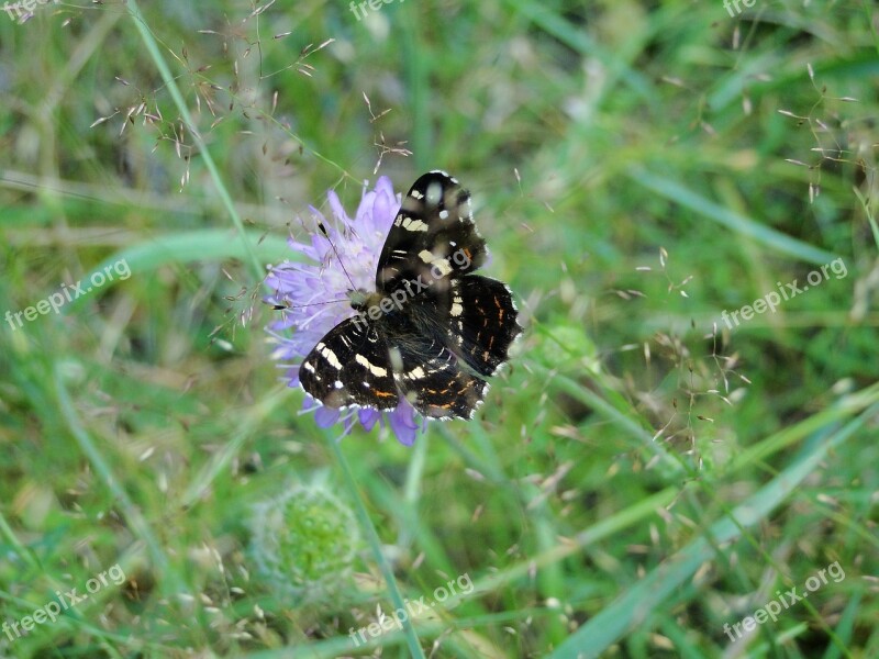 Nature Insect At The Court Of Lawn Summer