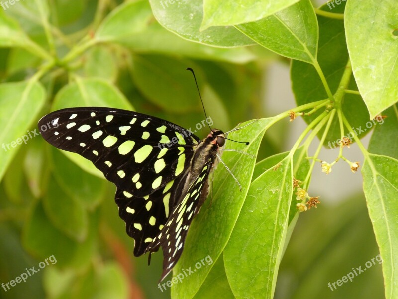 Nature Butterfly Day At The Court Of Insect Leaf