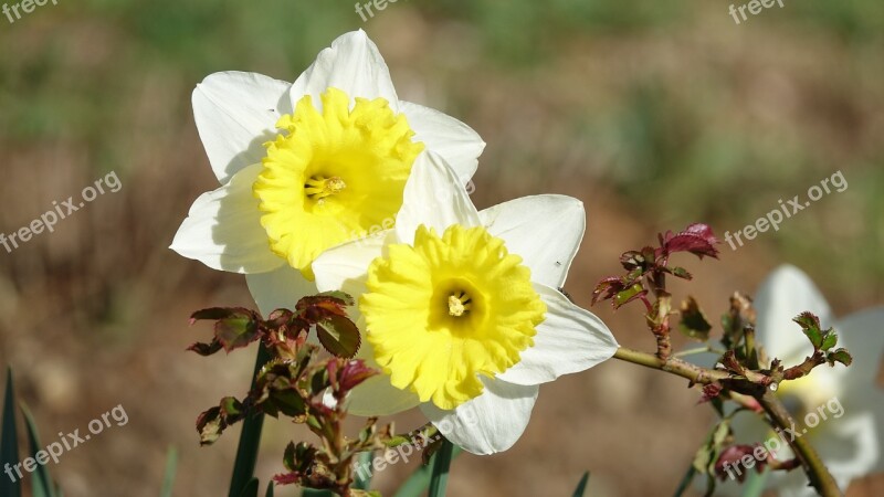 Flower Nature Daffodils Fulfillment Free Photos