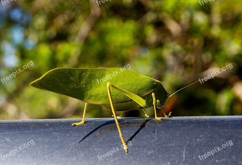 Katydid Insect Free Photos