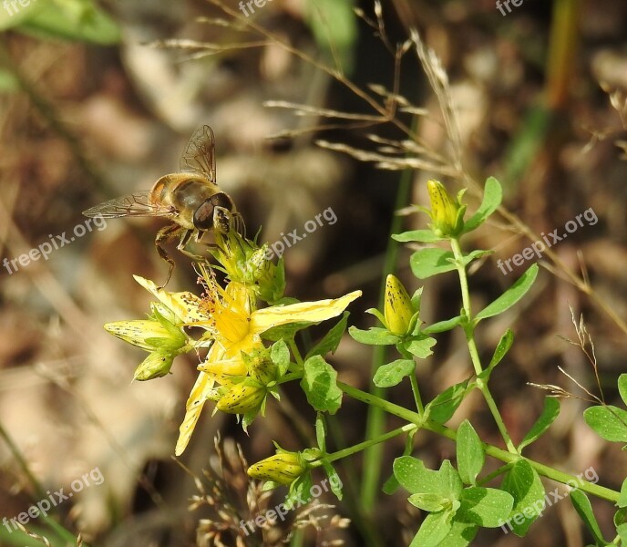 Nature Plant Flower Insect Small