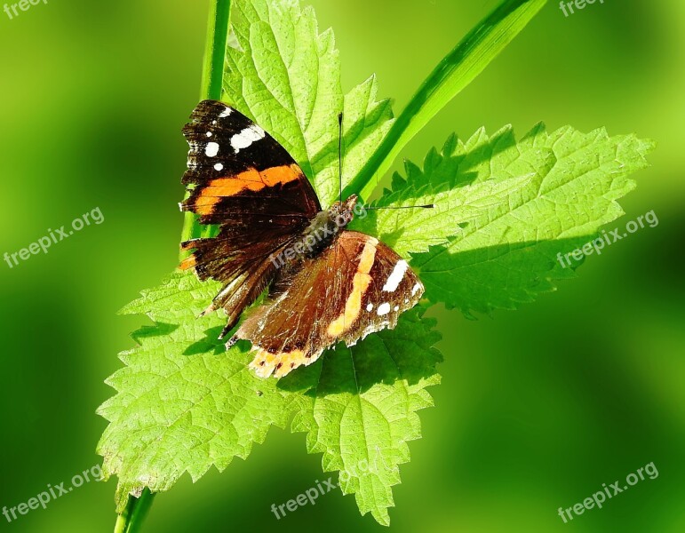 Butterfly Insect Nature Animal World Leaf