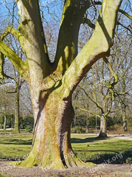 Old Plane Tree 200 Years Tribe Extensive Tree