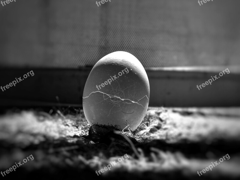 Egg Cracks Food Nature Blur