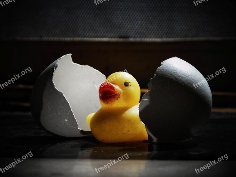 Food Still Life Egg Group Dairy Product