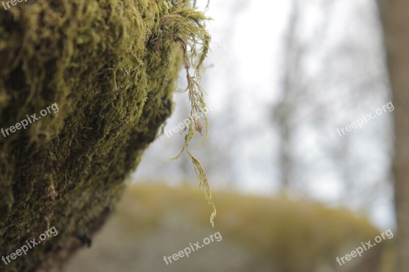 Nature Tree Environment Plant Wood